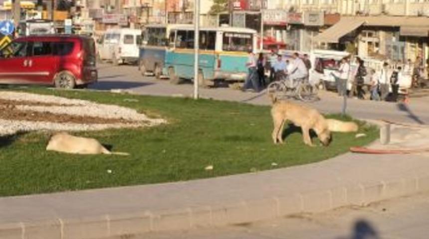 Başı Boş K&ouml;pekler Tehlike Oluşturuyor