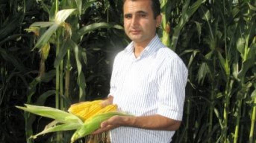 Dane Mısırda Y&uuml;ksek Rekolte Beklentisi