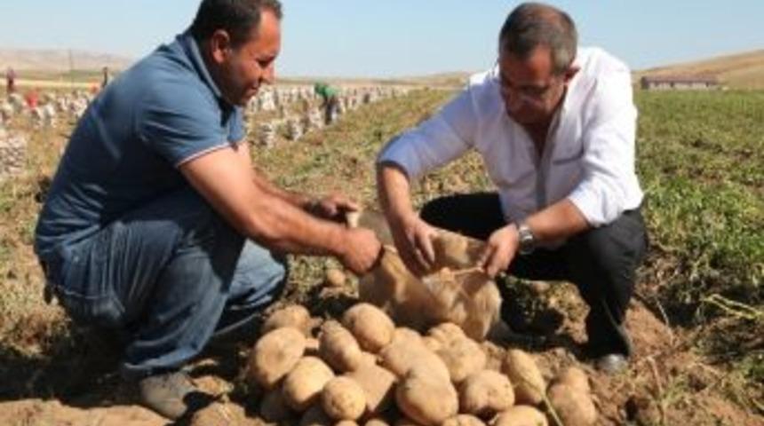 Ahlat Patatesi İhracat Desteği Bekliyor
