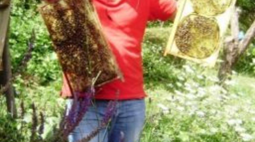 Bal &Uuml;retimi D&uuml;şt&uuml;, Ama Birim Fiyat Arttı