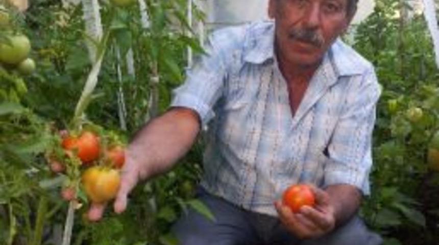 K&ouml;yl&uuml;ler Sebzelerini Kendi Yetiştiriyor