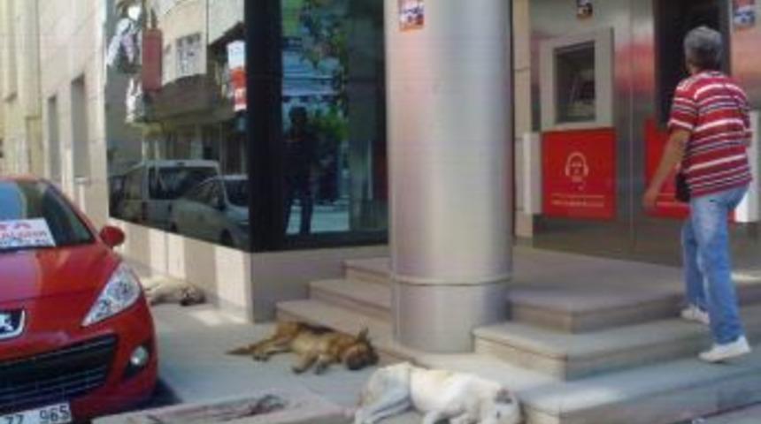 Başı Boş K&ouml;pekler Atm N&ouml;betinde
