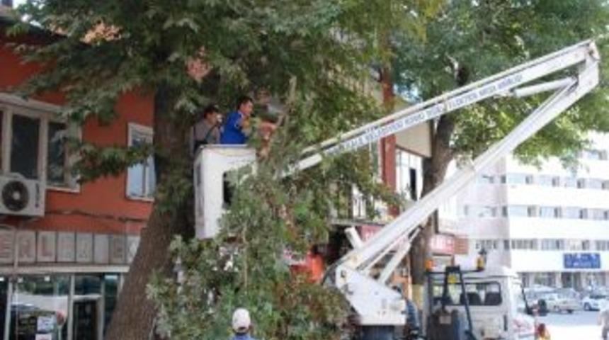 Kırıkkale Belediyesi'nden Yaşlı Ağa&ccedil;lara Bakım