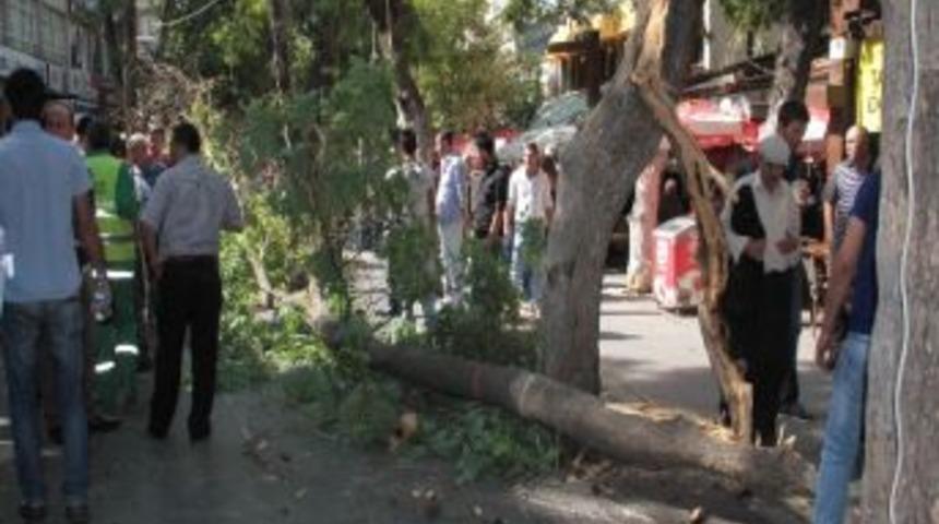 (&ouml;zel Haber) Başkent'in Ortasında Kafasına Ağa&ccedil; D&uuml;şt&uuml;