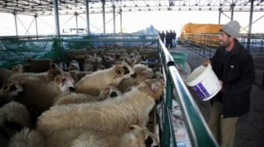 Hayvan Pazarında Yer Kiralama Başladı