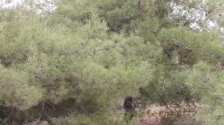 Kuyumcu Ormanlık Alanda &Ouml;l&uuml; Bulundu