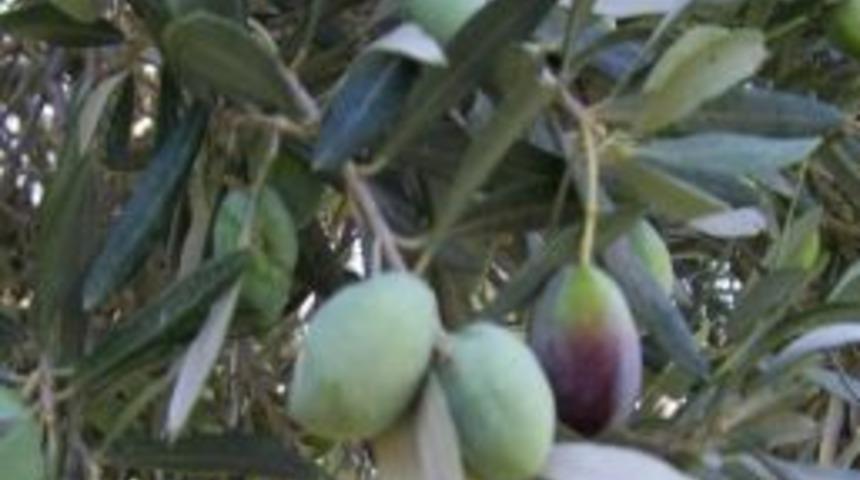 Mut&rsquo;ta 90 Bin Ton Zeytin Rekoltesi Bekleniyor