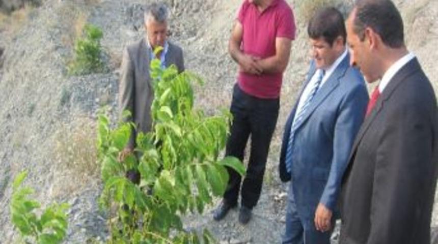 Vali Mayda Ceviz Bah&ccedil;esinde İncelemelerde Bulundu