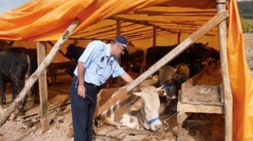 İzmit&rsquo;e Kurbanlıklar Gelmeye Başladı