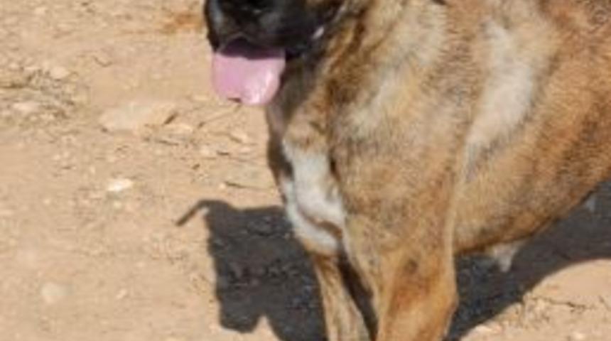 Bolvadin'de Kuduz Karantinası