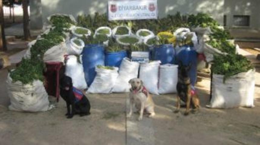 Mit İstihbarat Verdi Jandarma Yakaladı