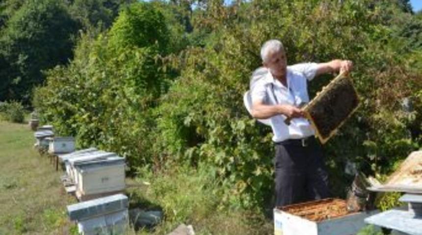"Gastrit Ve Refl&uuml; I&ccedil;in Kestane Balı T&uuml;ketin"