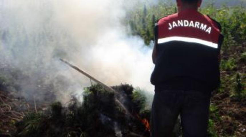 Diyarbakır - Bing&ouml;l Arasındaki Esrar Tarlalarına Operasyon D&uuml;zenlendi