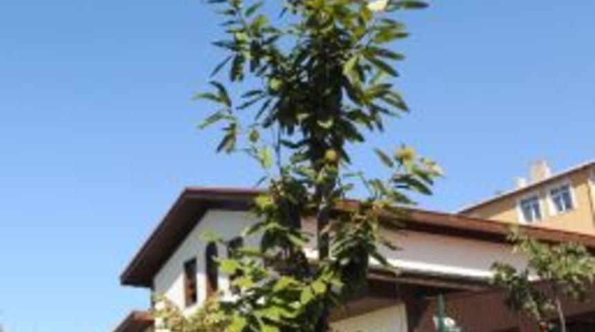 Kestane Bahçesi İlk Meyvelerini Verdi