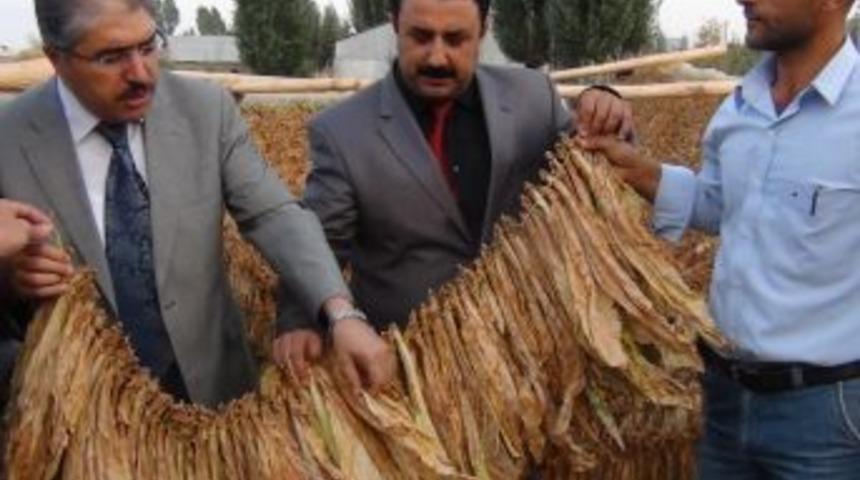 Muş'a T&uuml;t&uuml;nden 12 Milyon Lira Girecek