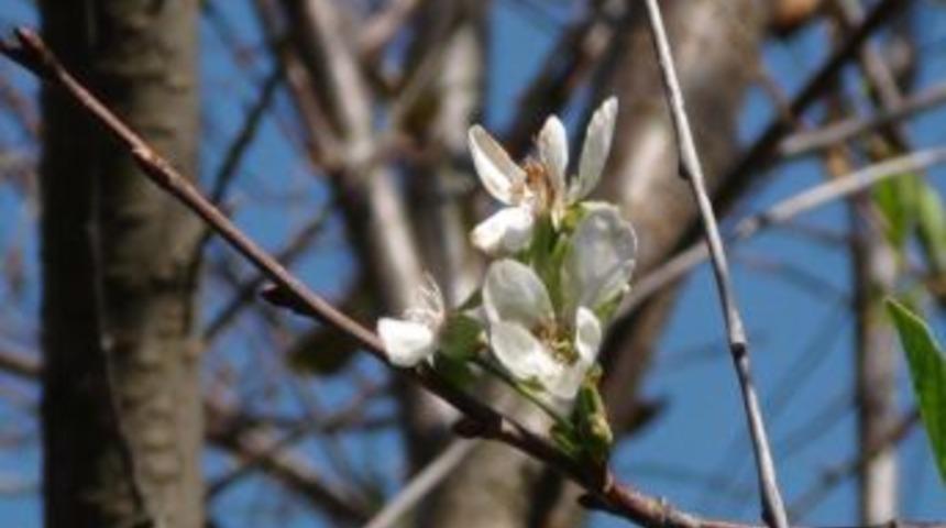Simav'da Vişne Ağa&ccedil;ları Ekim Ayında &Ccedil;i&ccedil;ek A&ccedil;tı