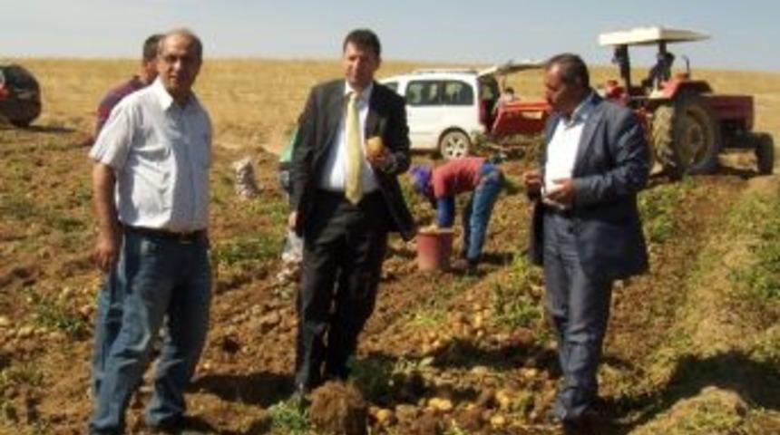 M&uuml;d&uuml;r Korkmaz, Patates &Uuml;reticilerini Ziyaret Etti