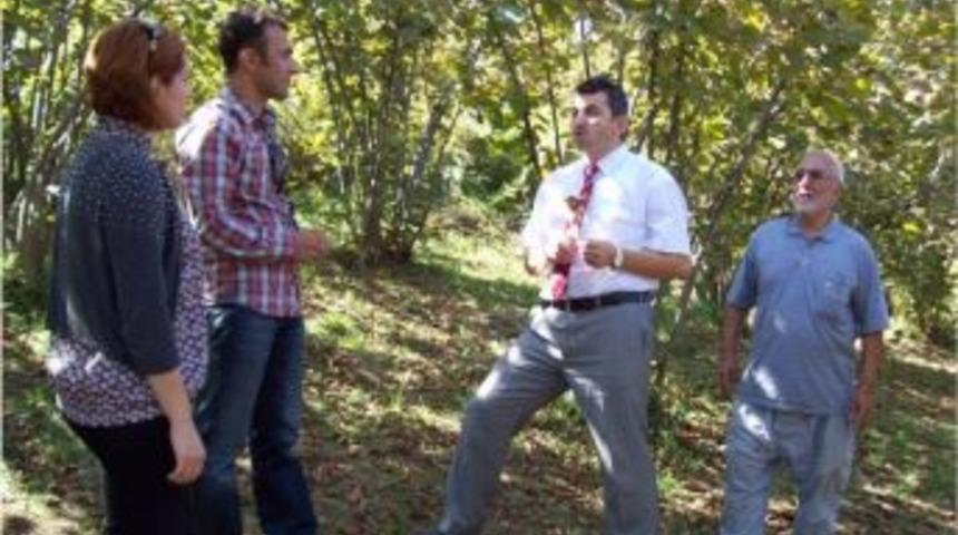 Organik Fındık &Uuml;retimi Yapılan İşletmeler Denetleniyor