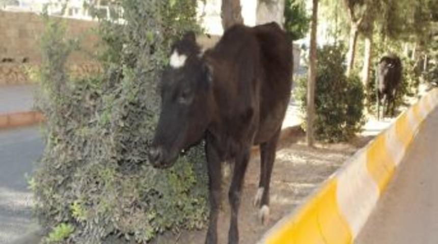 Silvan'da Başı Boş Hayvanlar Zabıta Kıskacında