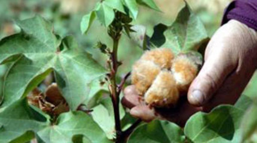 Kahramanmaraş'ta renkli pamuk &uuml;retildi