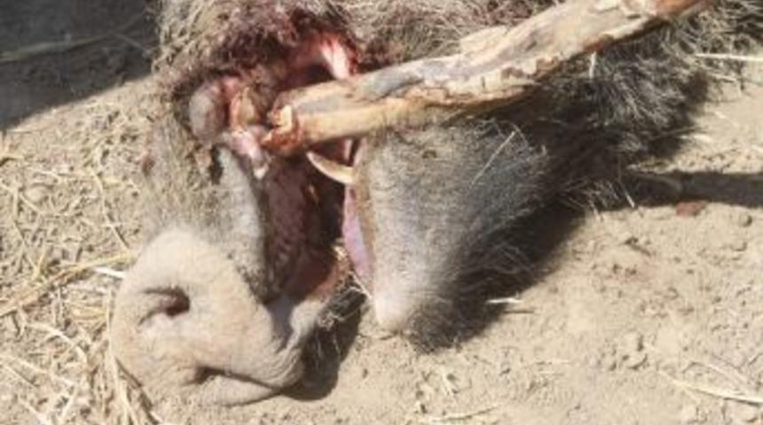 Yaban Domuzları K&ouml;ye İndi