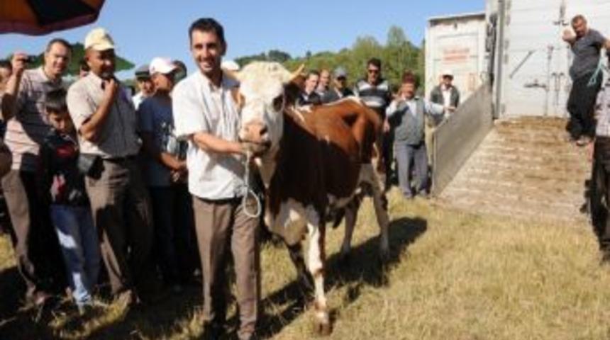 'damızlıklar Şap'lı &Ccedil;ıktı