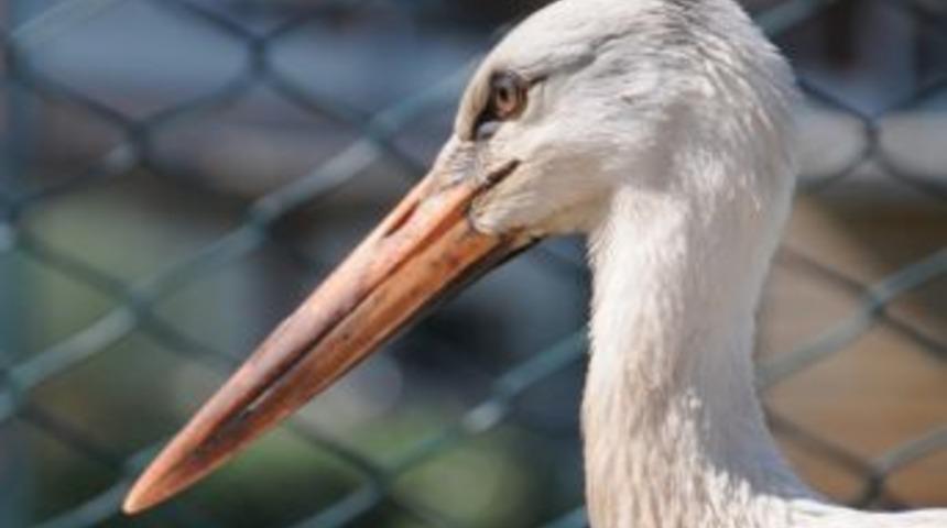 PA&Uuml; Konukevi&rsquo;ne Leylek Misafir Oldu