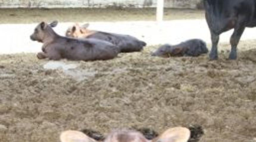 Hayvan &Uuml;reticileri Memnun Değil