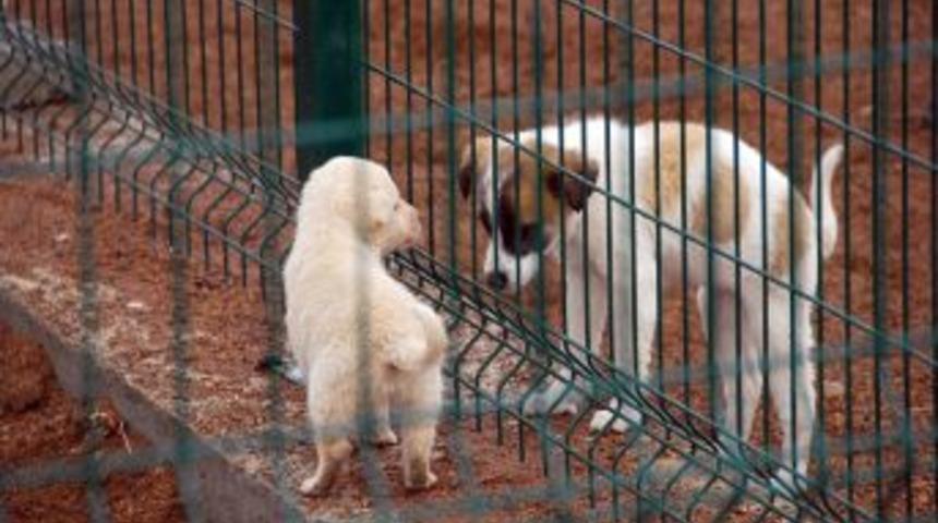 Sakarya'da 5 Bin Sokak Hayvanı Aşılandı