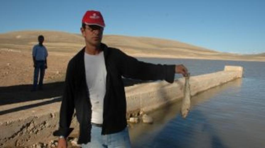 Bayburt İl &Ouml;zel İdaresi, Balık &Ouml;l&uuml;mlerine &Ccedil;&ouml;z&uuml;m Arıyor