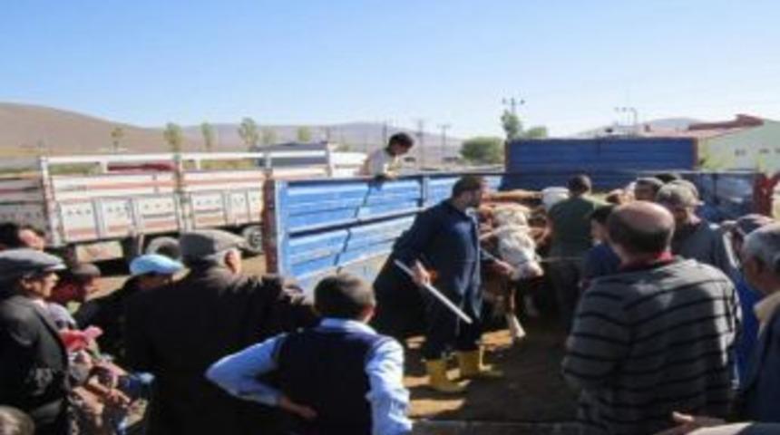 Digor&rsquo;da 300 Gebe D&uuml;ve Dağıtıldı