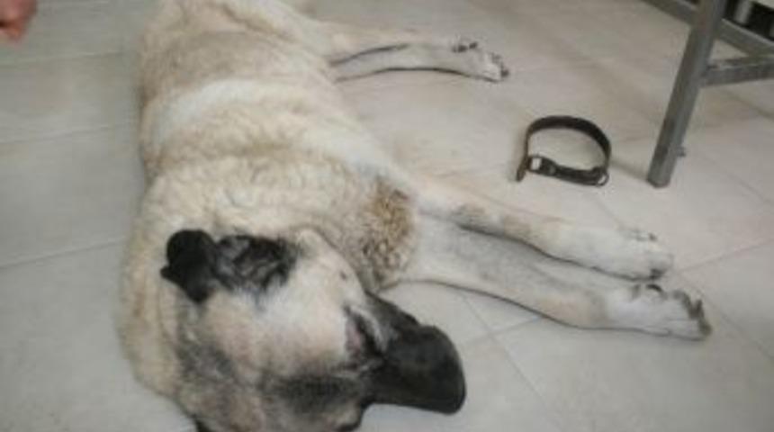 'fıstık', Katarakt Ameliyatı İle K&ouml;r Olmaktan Kurtuldu