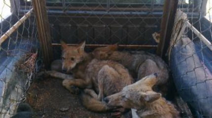 Artvin&rsquo;de Yavru Kurt Operasyonu