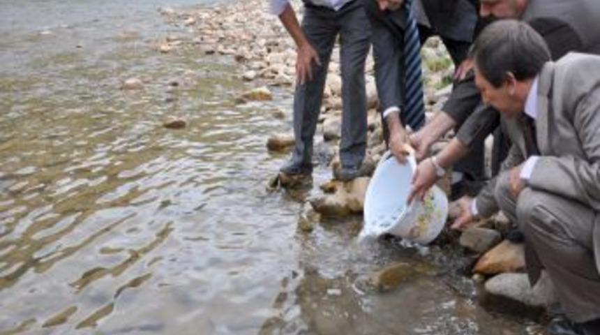 Munzur &Ccedil;ayı'na 35 Bin Yavru Alabalık Bırakıldı