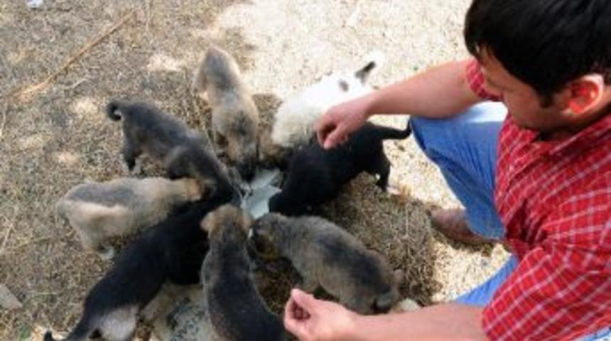 &Ccedil;ay Satarak Yavru K&ouml;pekleri Besliyor