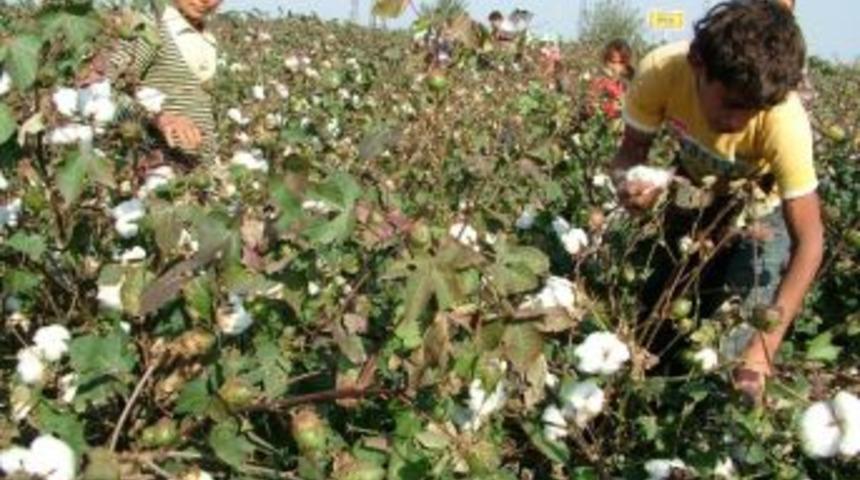 S&ouml;keli &Uuml;reticiye Başak&ccedil;ı Uyarısı