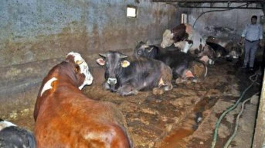 M&uuml;ft&uuml; Korkmaz: Kurban Olacak Hayvanın Kusurunun Bulunmaması Gerekir