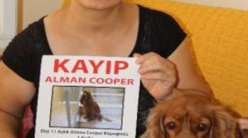 Kayıp K&ouml;peğini Bulana &Ouml;d&uuml;l Verecek