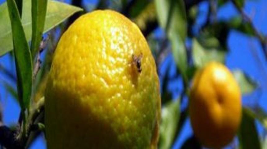 Turun&ccedil;gilde Akdeniz Meyve Sineği M&uuml;cadelesi Başladı