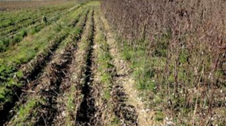 Pamuk Hasadından Sonra Tarla Temizliğini İhmal Etmeyin