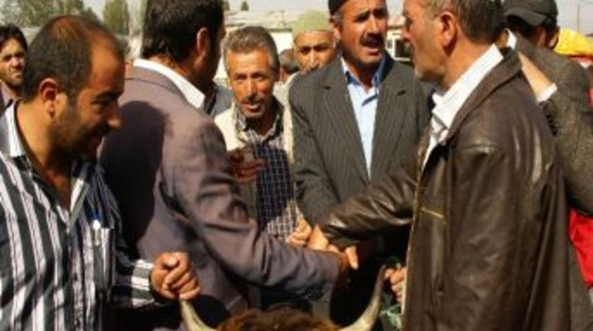 Erzurum&rsquo;da Kurbanlıklar G&ouml;r&uuml;c&uuml;ye &Ccedil;ıktı