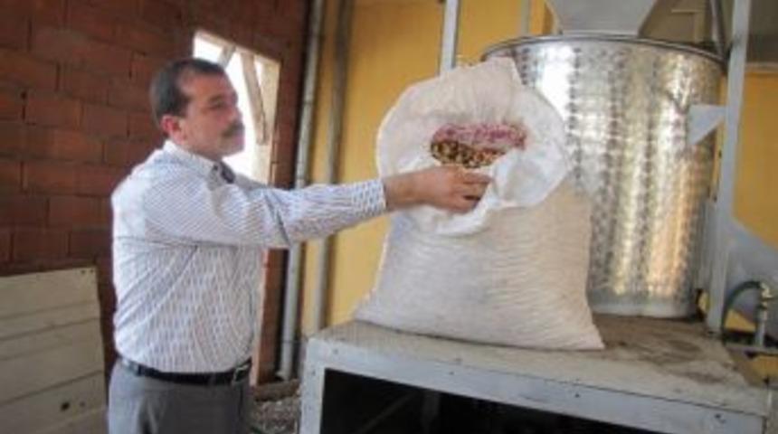 Emet'te Antepfıstığı Hasadı Başladı