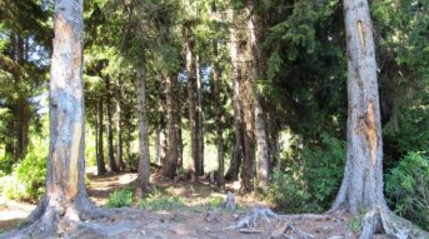 &Ccedil;ıra I&ccedil;in &Ccedil;am Ağa&ccedil;larına Zarar Verenlerin De &Ccedil;ırası Yanacak