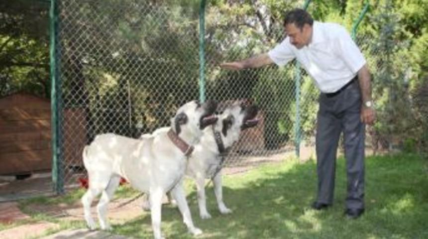 Hayvanlara K&ouml;t&uuml; Muamele Yapanlara Hapis Cezası Getirecek Tasarı Meclis'te