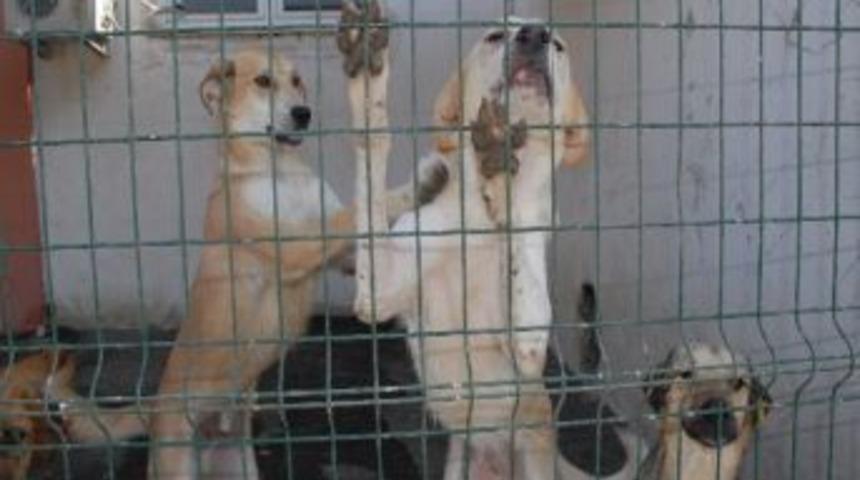 D&uuml;nya Hayvan Hakları G&uuml;n&uuml; Aliağa'da Da Kutlandı