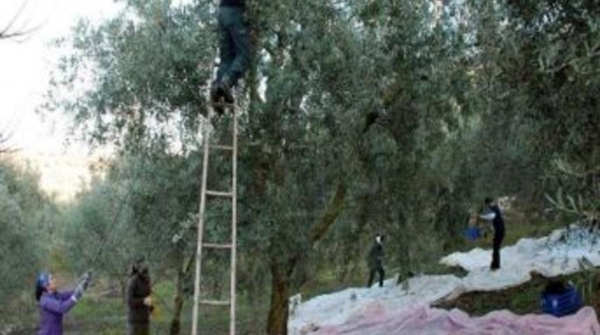 Ayvalık Zeytin Hasat Şenlikleri 3 G&uuml;n S&uuml;recek