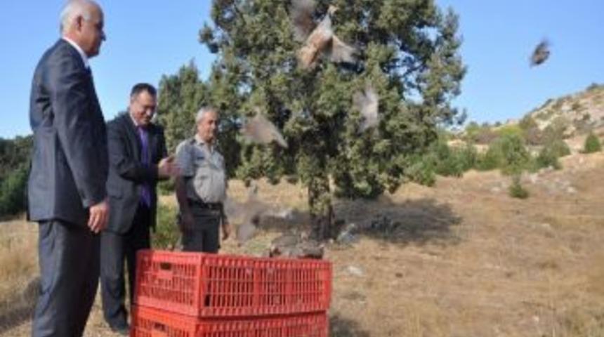 Spil&rsquo;de Keklik Pop&uuml;lasyonu Artacak