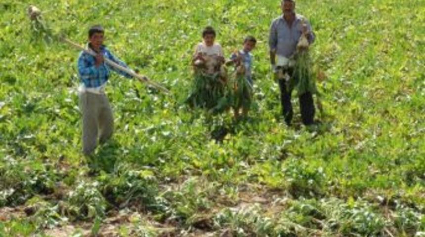 Yozgat&rsquo;ta Şeker Pancarı Hasadı S&uuml;r&uuml;yor