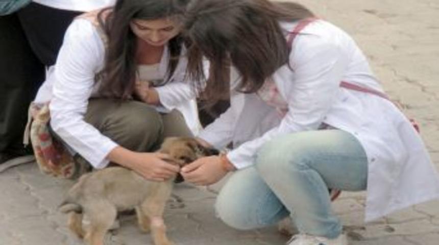 &Uuml;niversite &Ouml;ğrencileri Hayvan Barınağını Ziyaret Etti