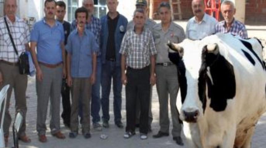 Manisa'da Beş K&ouml;yl&uuml; Aileye S&uuml;t Sığırcılığı Kredisi Verildi